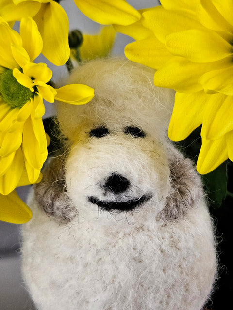 Icelandic Wool Sheep