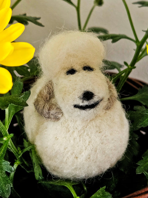 Icelandic Wool Sheep