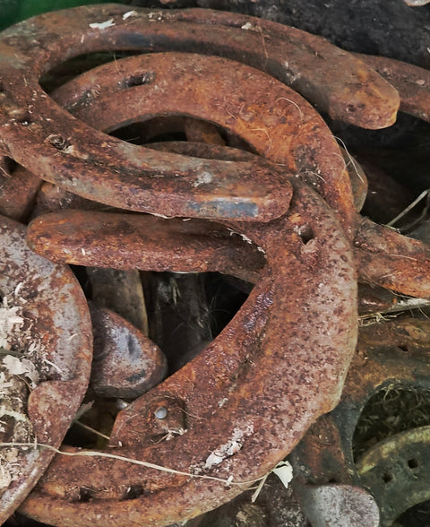 Restored Icelandic Horseshoe