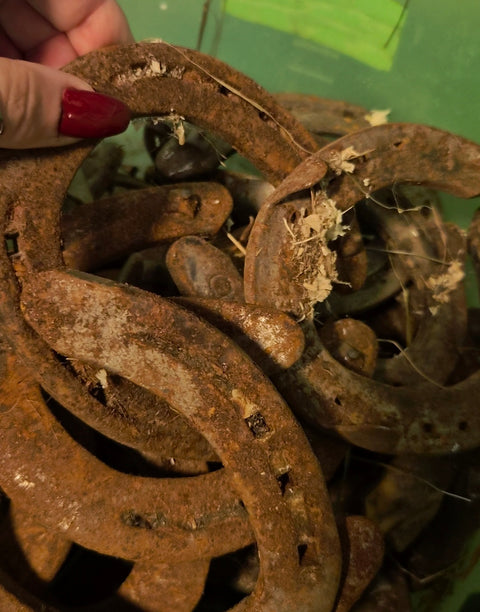 Restored Icelandic Horseshoe